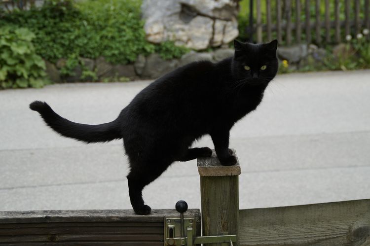Gato negro en la valla