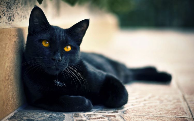 Un gato negro en el piso
