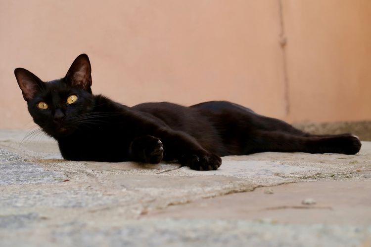 Qué hacer si un gato negro cruza la carretera