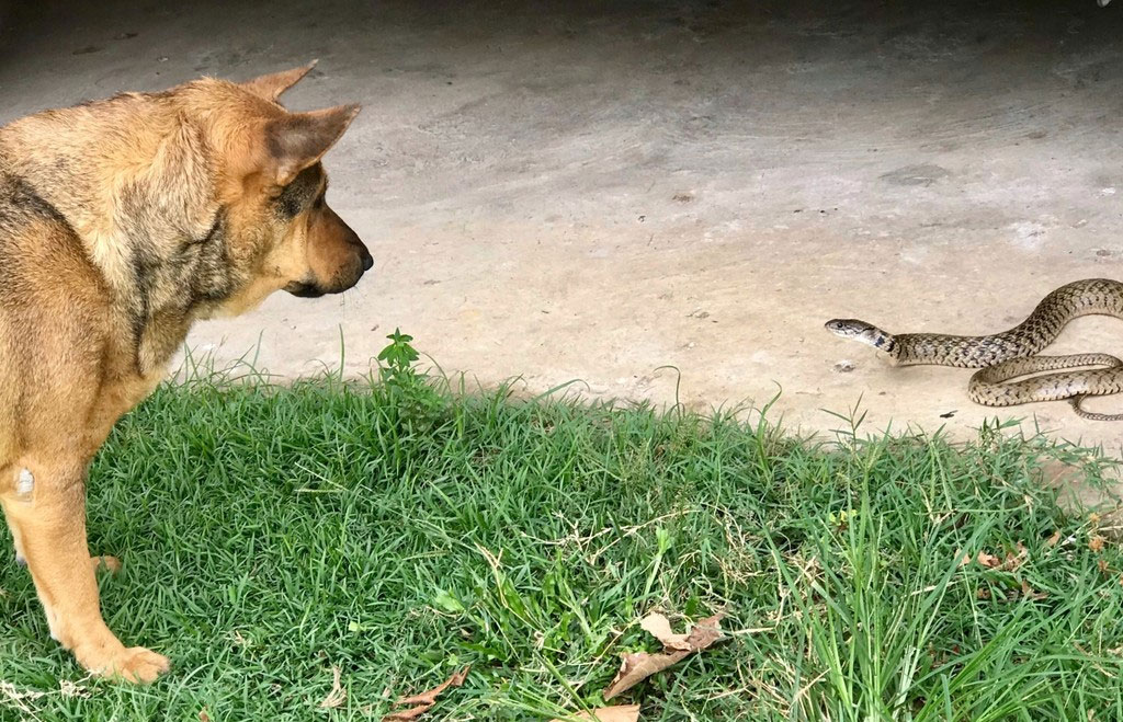 Cómo saber si una serpiente ha mordido a un perro (síntomas)