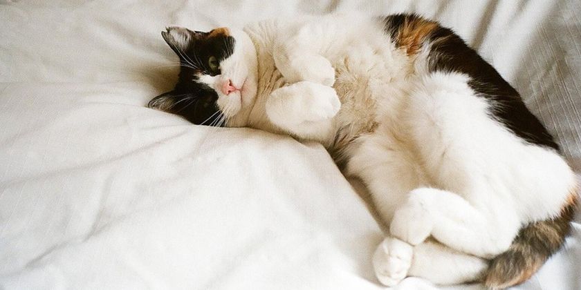 Hüftdysplasie bei Katzen