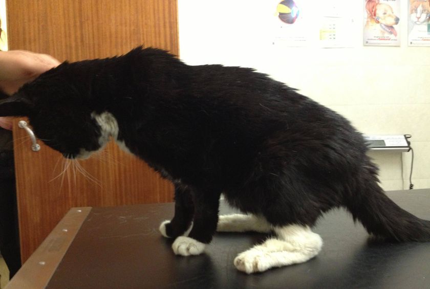 Katze in der Klinik
