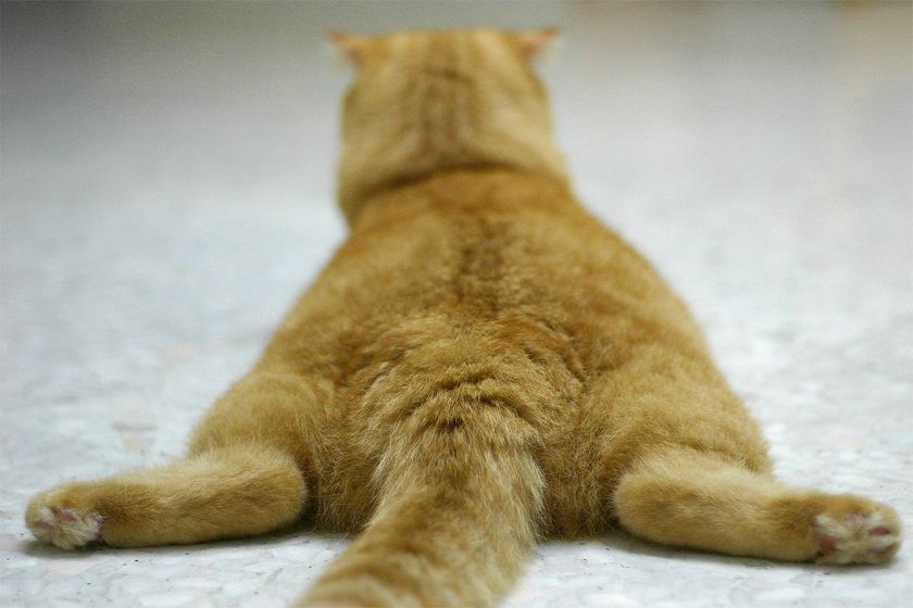 Roter Kater liegt
