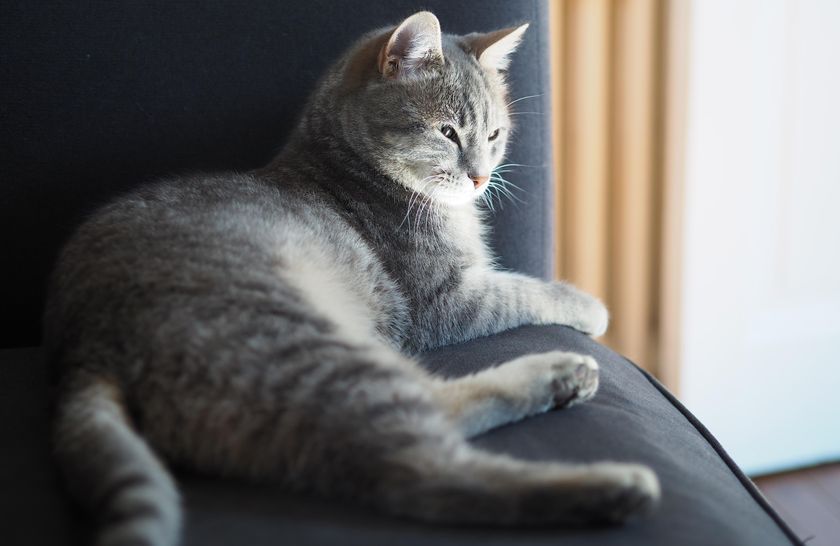 Katze am Fenster