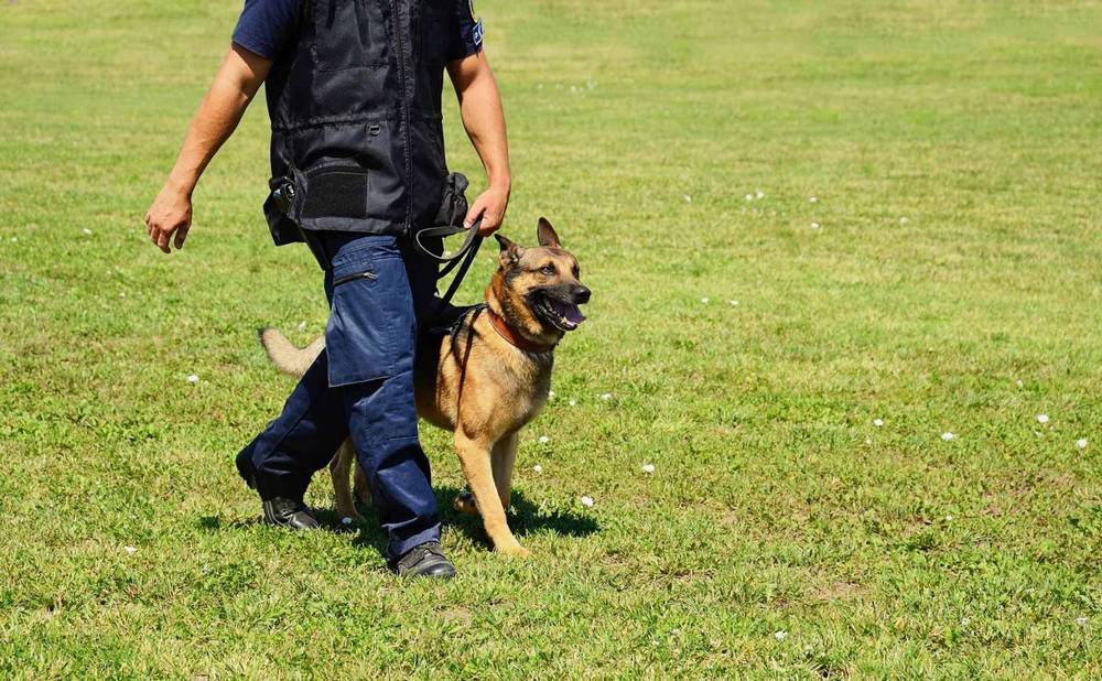 Perro con correa junto al dueño