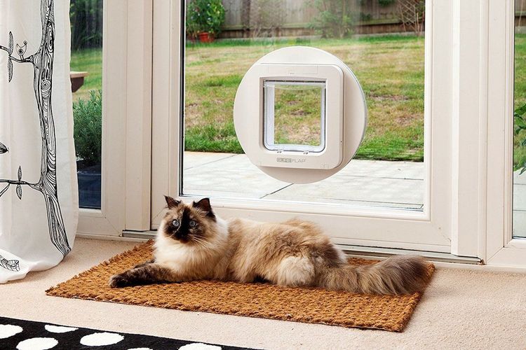 Puerta para gatos y gatas
