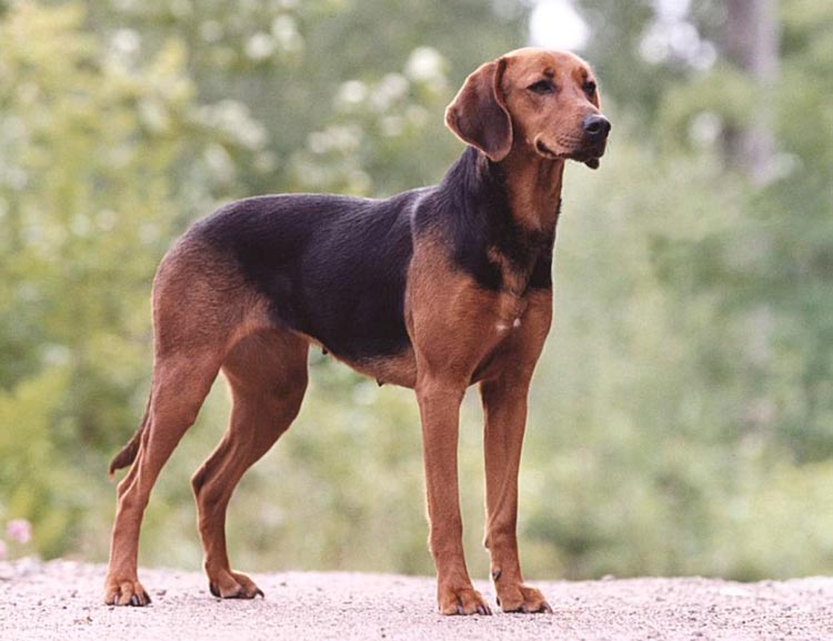 Raza de perro sabueso de Schiller