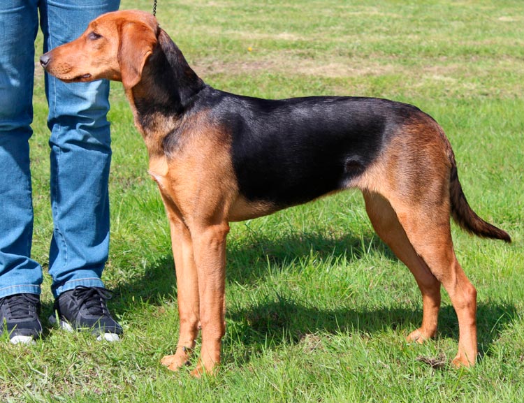 Raza de perro sabueso de Schiller