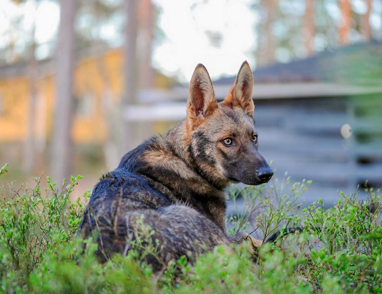 raza de perros Lobo italiano