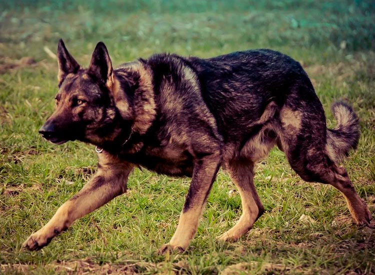 perro de la raza Lobo italiano