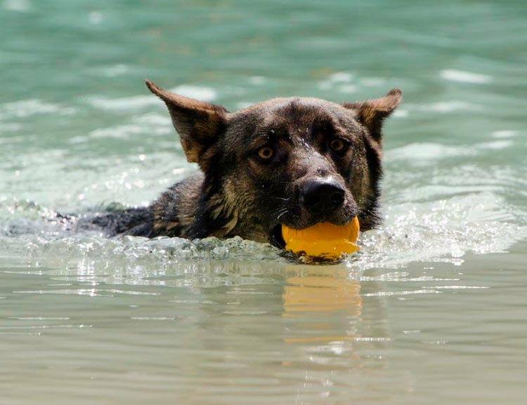 Lobo italiano