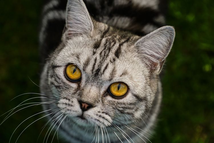 Gato gris con ojos amarillos