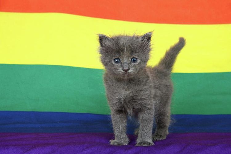 Gatito gris sobre fondo de rayas de colores