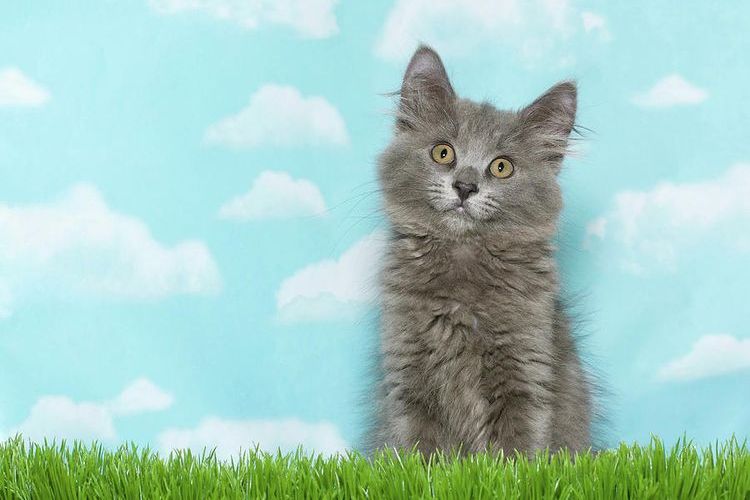Gatito gris con ojos verdes