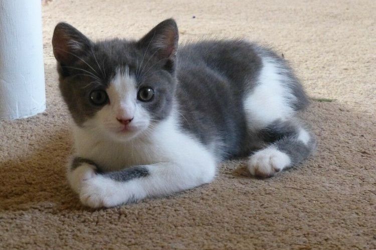 Gatito gris y blanco