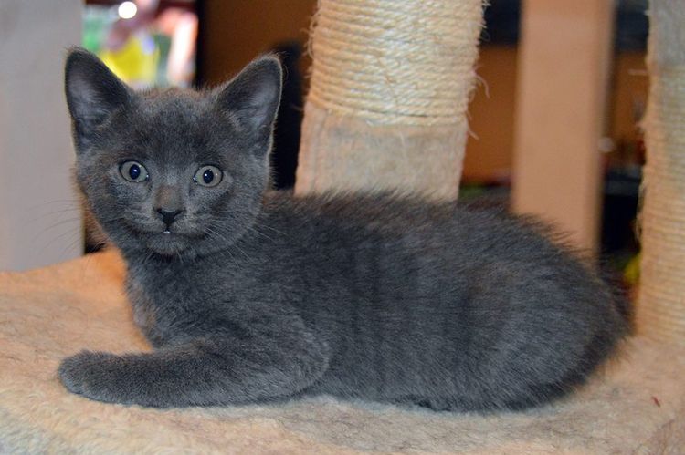 Gatito gris junto al rascador