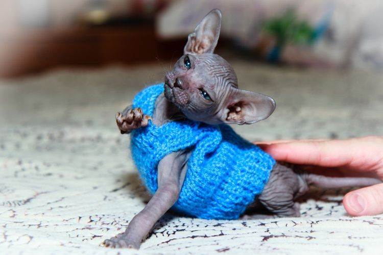 Gatito gris esfinge