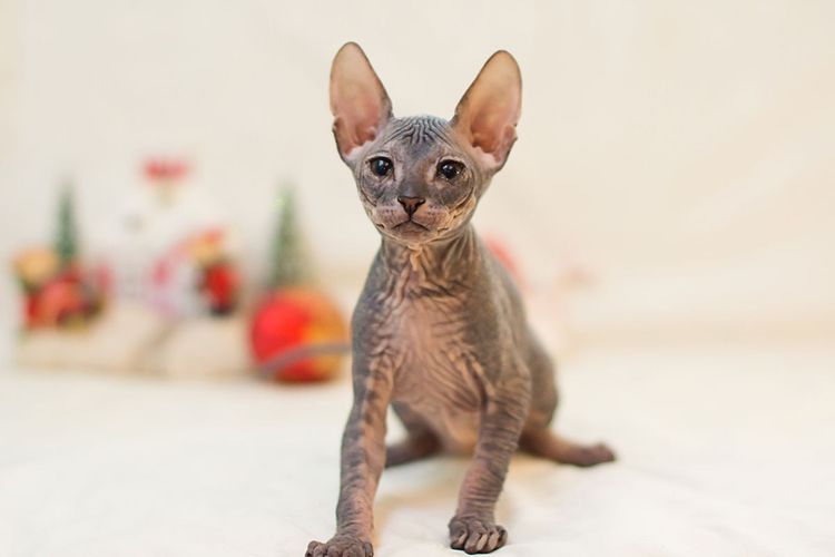 Gatito gris esfinge