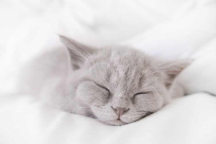 Gatito gris durmiendo