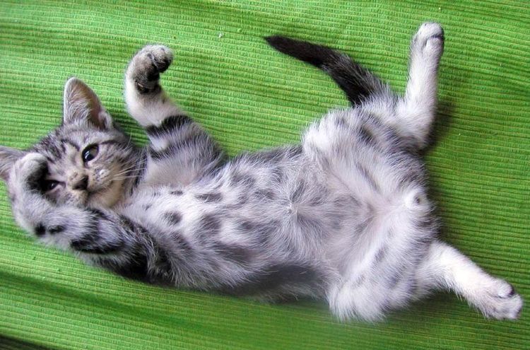 Gatito gris con manchas