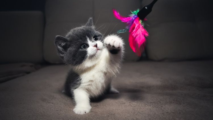 Gatito gris-blanco jugando