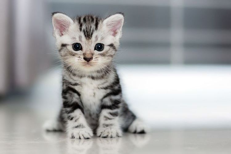 Gatito rayado