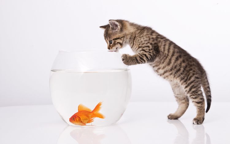 Gatito y pez dorado