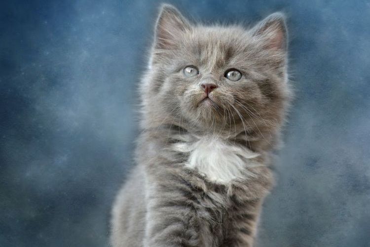 Gatito gris con pecho blanco