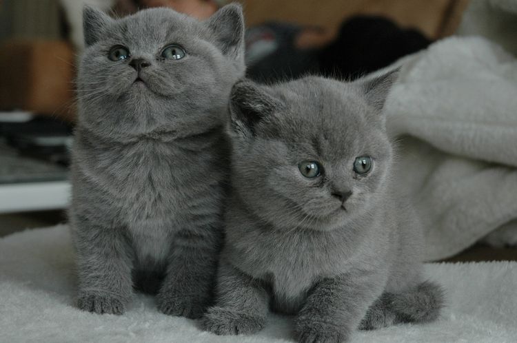 Gatitos escoceses grises