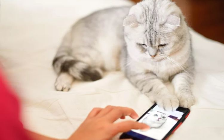 Gato ceniciento y teléfono