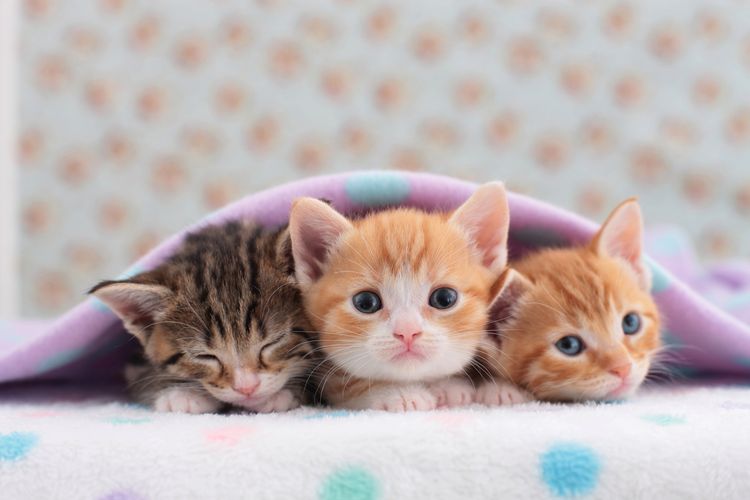 Tres gatitos