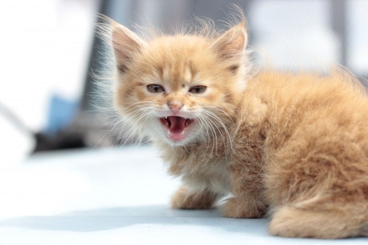 El gatito maúlla