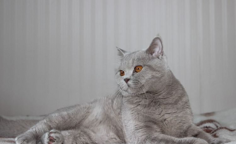 Gatito de 7 meses