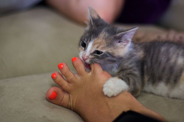 El gatito muerde a la dueña en la pierna