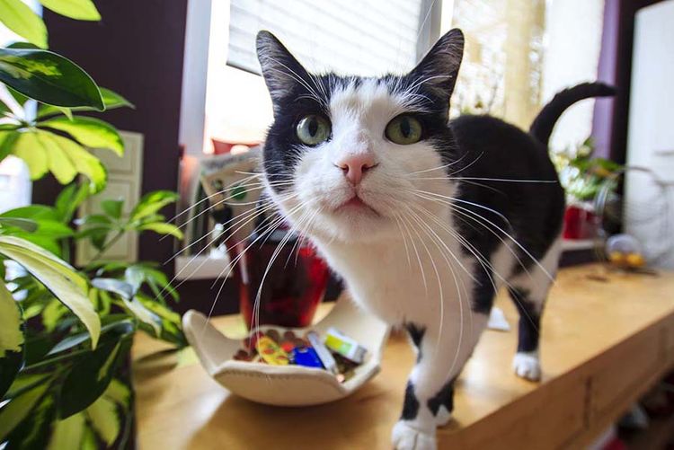 Gatito en la mesa