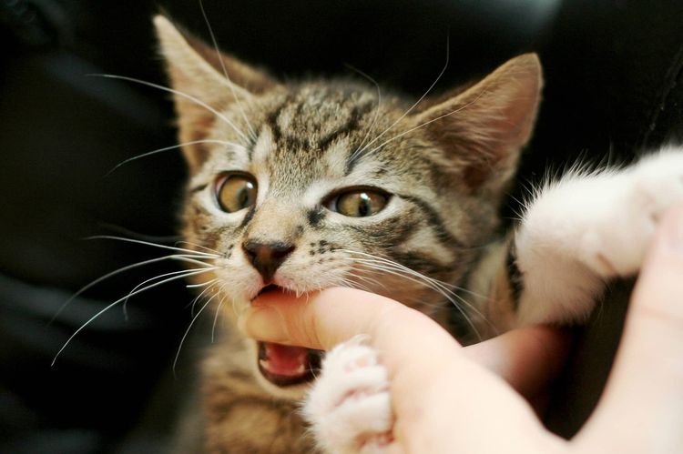 El gatito araña.
