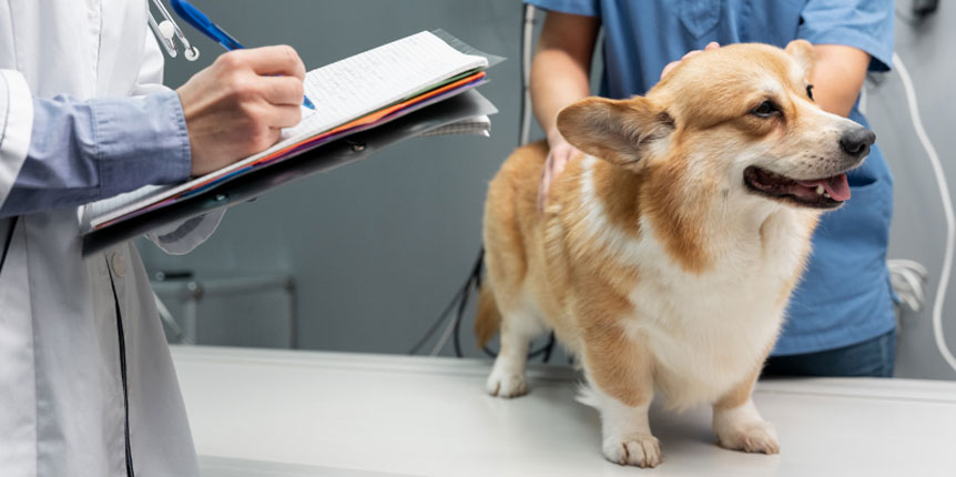 Tratamiento del estreñimiento en perros