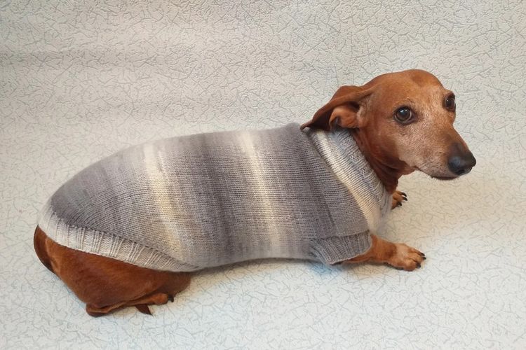 Jersey para perro