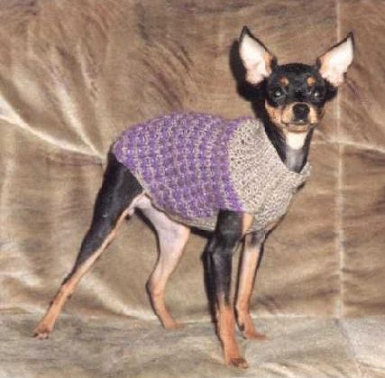Jersey para perro