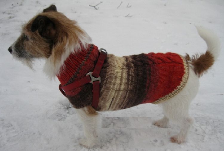 Jersey para perro