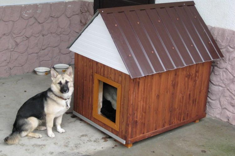 Perro junto a la caseta
