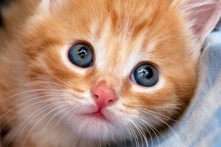 Gatito rojo con ojos azules