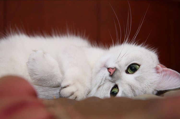 Gatito con ojos verdes