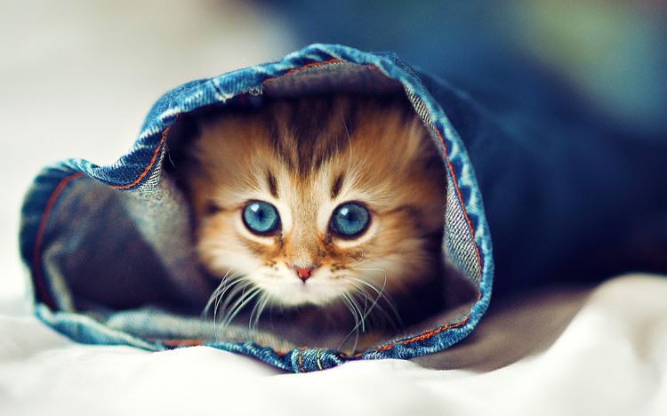 Cuándo cambia el color de los ojos en los gatitos