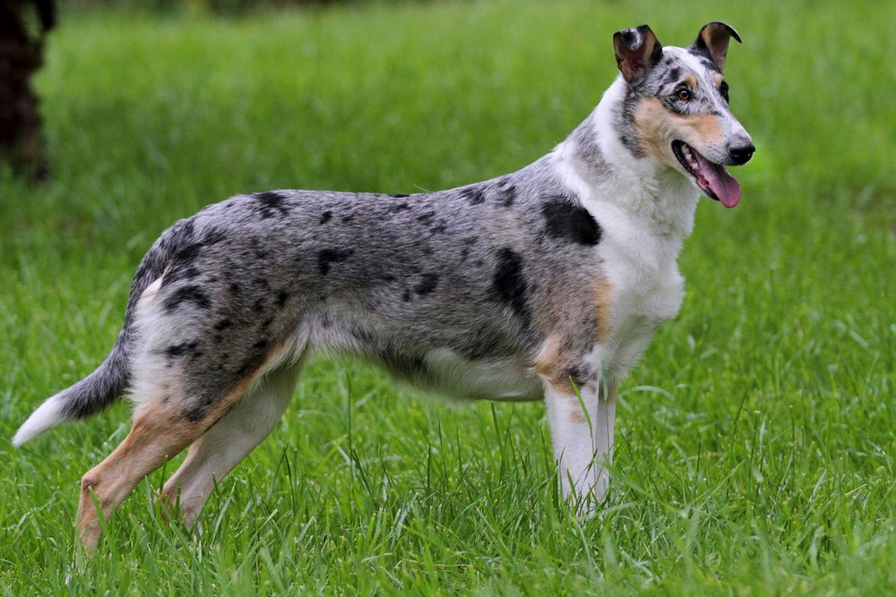 Color Merle en collie