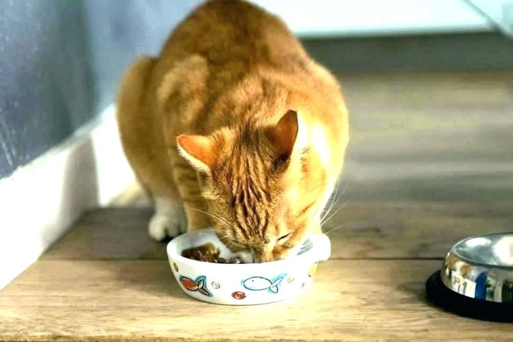 El gato come comida del plato