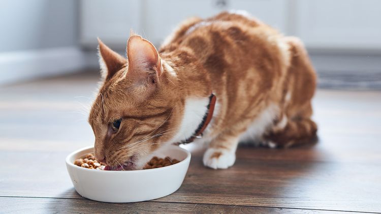 El gato come comida enlatada
