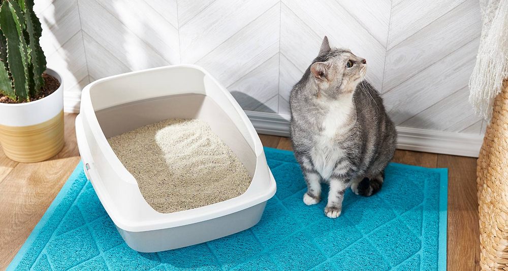 Gata junto a la bandeja con el relleno