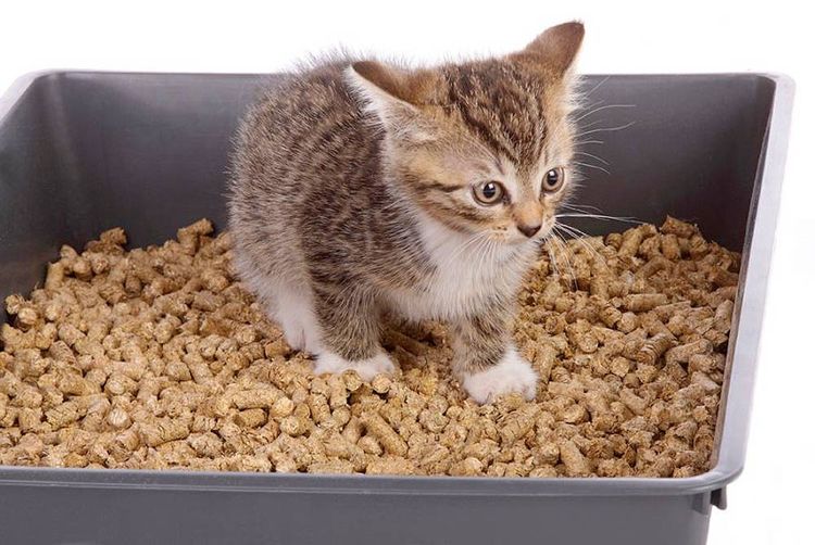 El gatito defeca con sangre