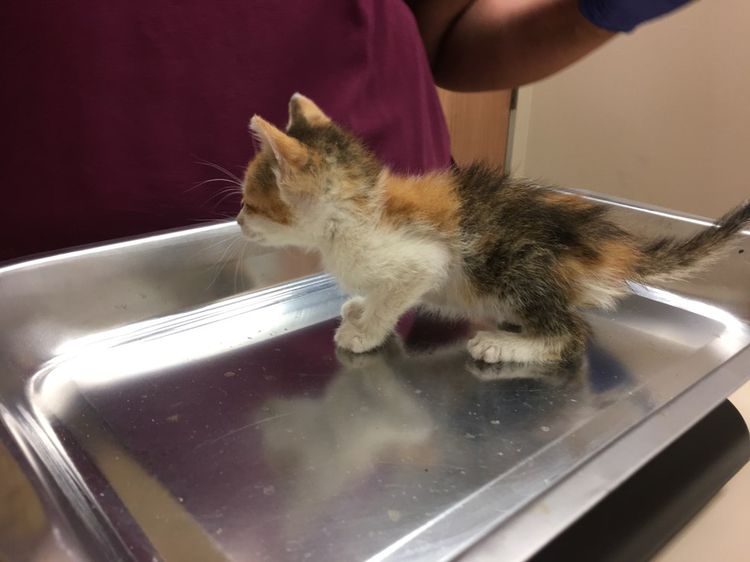 Examen del gatito por el veterinario